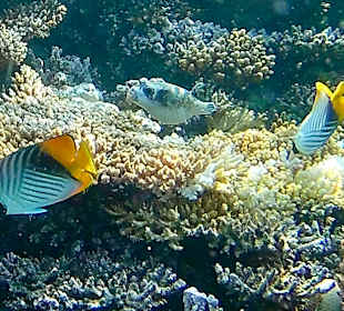 Schnorcheln Makadi Bay