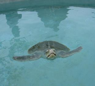 Schildkröte