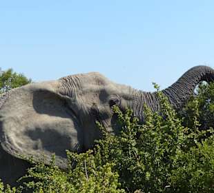 Unsere 1. Elefantensichtung