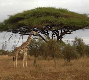 Safari im Amboseli-Nationalpark