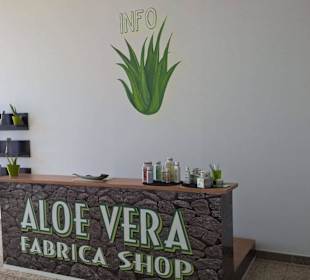 Aloe Vera Fresca Infocenter Teneriffa -  Chasna