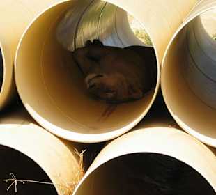 Löwe bei Mittagsschlaf