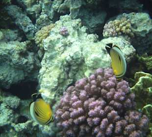 Fische in allen Farben und Variationen