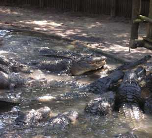Alligator Farm