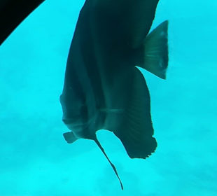 Wunderbare Artenvielfalt