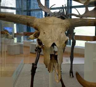 Schädel eines Ur-Auerochsen