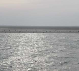 Seehundbank Tegeler Plate