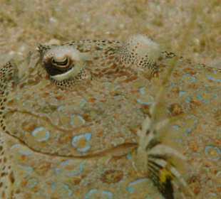 Moseszunge am Hausriff Hotel Carnelia Beach Resort