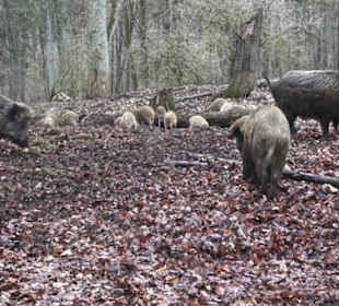 Wildpark Eichert