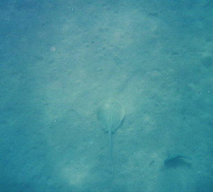 Die Fischwelt am Strand