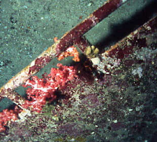 Tauchen bei den Similans