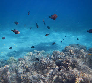 Rybki w morzu przy plaży