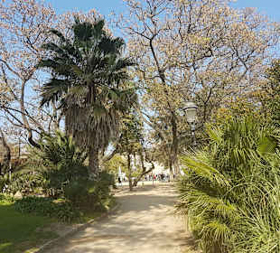 Rośliny