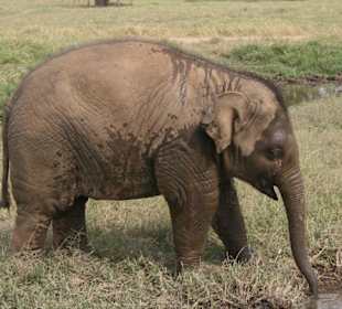 Babyelefant auf Erkundungstour