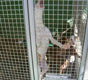 Persönlicher Besuch im Tierheim