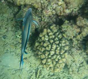 Schnorcheln Hurghada