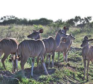 Kudu Weibchen Cap Vidal