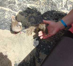 Taube und Streifenhörnchen