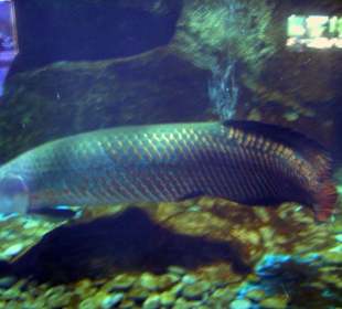 Aquarium von Langkawi