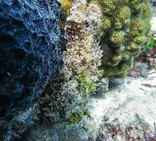 Drachenkopf beim Schnorcheln