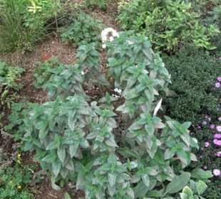 Fuchsien