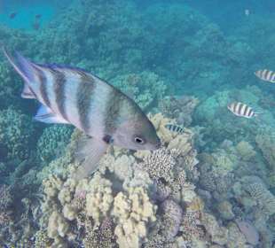 Unterwasser am Riff 
