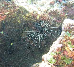 Roter Fadenfeuerfisch