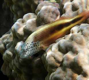 Gestreifter Korallenwächter