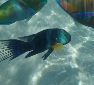 Tijdens het snorkelen