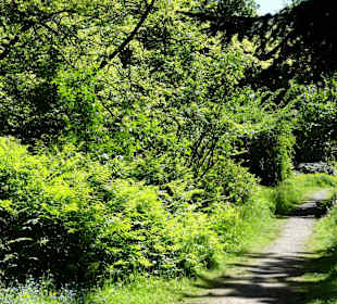 Spaziergang durch den Forstbotanischen Garten