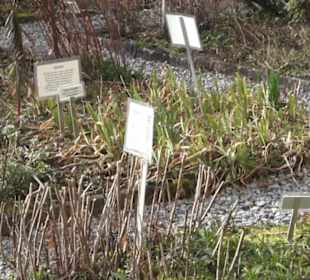 Gewürz- und Kräutergarten