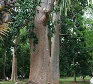 Botanischer Garten Kandy
