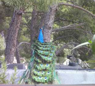 Pfau in Knossos