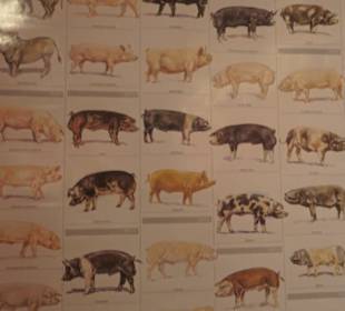 SchweineMuseum