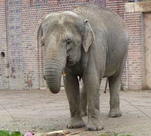 Auge in Auge mit den Elefanten