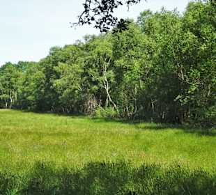 Moorwiese und Waldrand in Tarmstedt