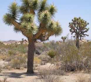 Joshua Tree Nationalpark