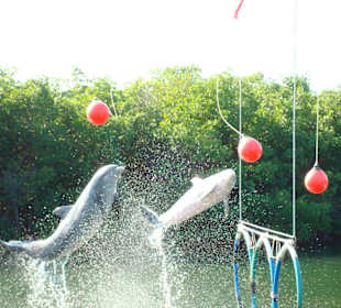 Delphinarium gleich neben dem Hotel