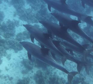 Kaum im Wasser schon waren sie da
