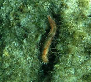 Šnorchlování v oblasti Kalithea