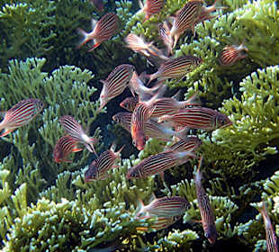 Kardinalfische in Feuerkoralle