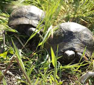 Wandern Side - Kumköy