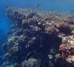 Schnorcheln Marsa Alam