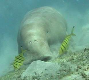 Seekuh beim Schnorchelausflug