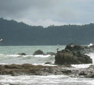 Pelikane am Strand von Jaco