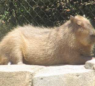 San Diego Zoo
