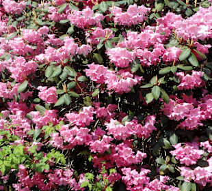 Spaziergang durch den Rhododendronpark Westerstede