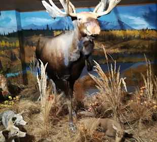 Alpen Wildpark Feld am See