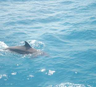 Delfine