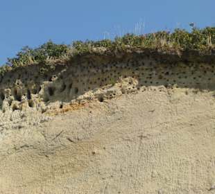 Ahrenshooper Steilküste Schwalben Siedlung